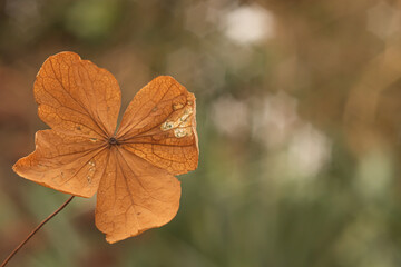 Redbed hydrangea flower
