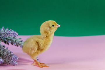 tiny quail chicks that just hatched from an egg