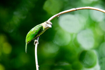 Green - eared Barbet