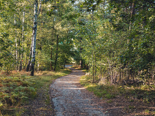 Fototapeta premium Path in a lush park