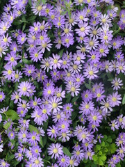 たくさんのミヤマヨメナ