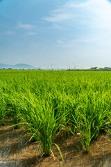 田園風景　田んぼ　稲
