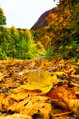Fototapeta premium Close-up of sunny autumn foliage.