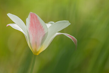 Tulip