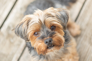 Yorkshire terrier portrait