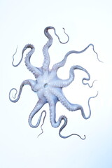 octopus star tentacle