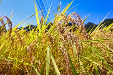 晴天とたわわに実った稲穂