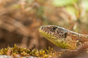Lizard in the garden