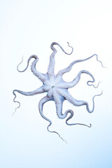 octopus star tentacle