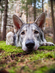 Wolf lying in moss