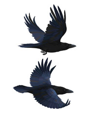 Couple of realistic ravens flying. Vector illustration of smart birds Corvus Corax in hand drawn realistic style isolated on white background. Element for your design, print. Black feathers.