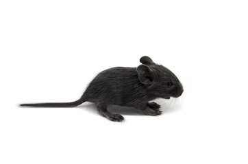 degu on white background