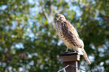 Hawk on post