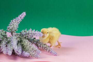 tiny quail chicks that just hatched from an egg