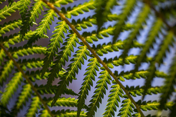 Close up of a Tree Ferns branch
