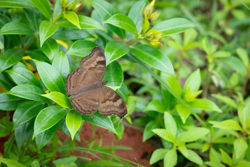 Chocolate Pansy butterfly at rest