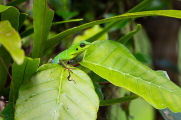 Green Crested Lizard