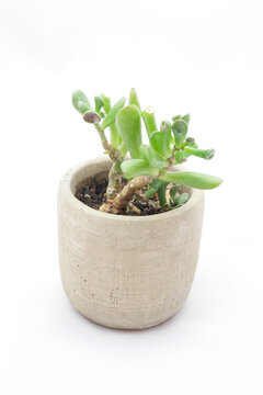 succulant plant in a pot