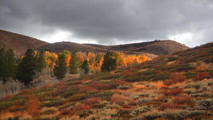 Fall foliage in Eastern Sierra mountains, California
