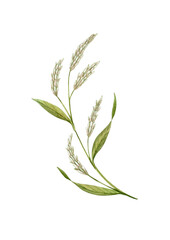 Obraz premium Watercolor hand drawn herbage. Can be used as print, postcard, invitation, greeting card, textile, element design, stickers, tattoo.