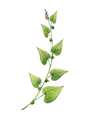 Watercolor hand drawn herbage. Can be used as print, postcard, invitation, greeting card, textile, element design, stickers, tattoo.