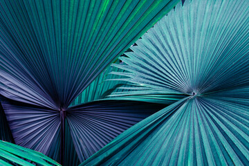 Obraz premium tropical palm leaf and shadow, abstract natural green background, dark blue tone