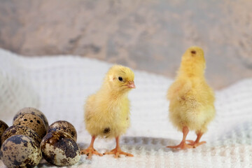 tiny quail chicks that just hatched from an egg