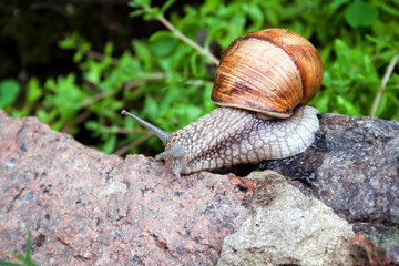 Burgundy snail (Helix pomatia) or escargot in natural environment