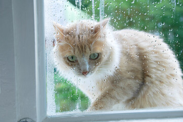 Beige kitten outside window on the street through drops on the glass.