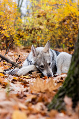Wolf lying on wooden bridge.