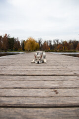 Wolf lying on wooden bridge.