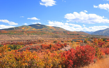 Colorful bushes during autumn time near Aspen, Colorado
