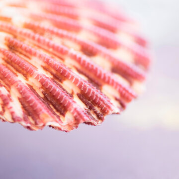 Studio shot of seashell