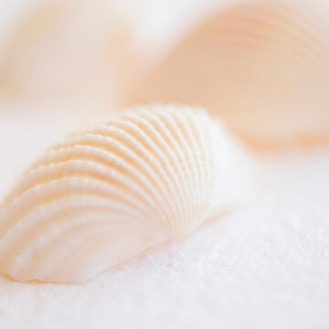 Studio shot of seashell
