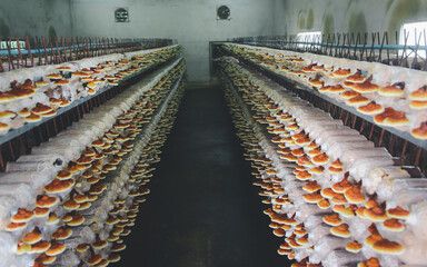 Lingzhi or Ganoderma mushroom on farm, for making medicine.