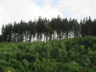 trees in the forest
