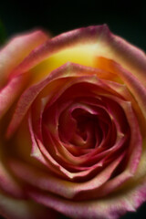 Tea rose in the macro. Yellow rose with a pink edge close on a dark background