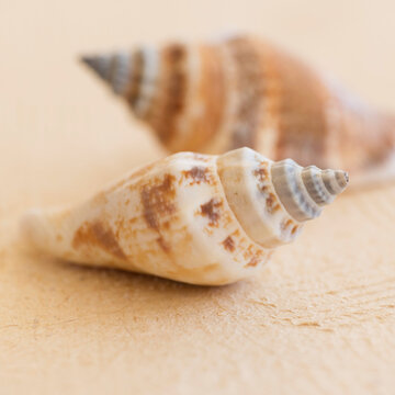 Studio shot of seashells