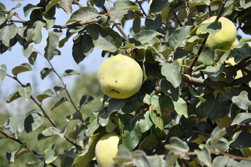 Marmelo