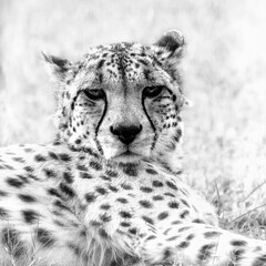Black and white close up portrait of an adult cheetah