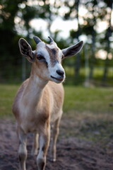 Naklejka na ściany i meble Alpine & Nubian goats on a small farm in Ontario, Canada. 