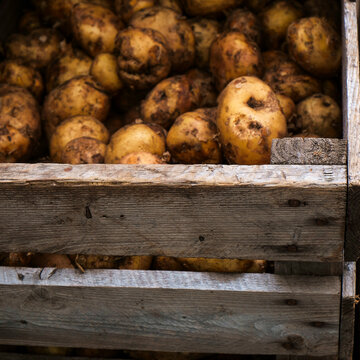 Potatoes in crate