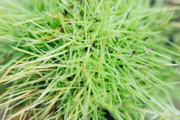 Chestnut spines. Macro close-up. High quality photo