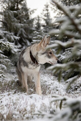 Obraz premium Wolf in snow