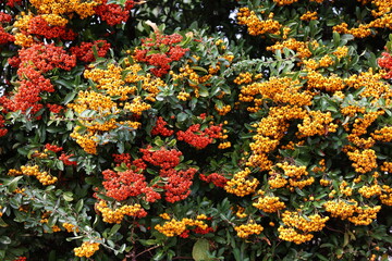 Pyracantha branches with bright orange ripe berries