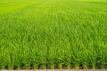田園風景　田んぼ　稲