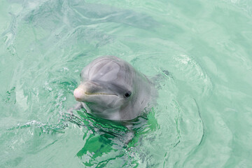 Portrait of a dolphin with head out of the water