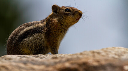 chipmunk on the rock