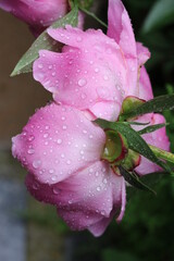 
Water drops remained on pink peonies after a summer rain
