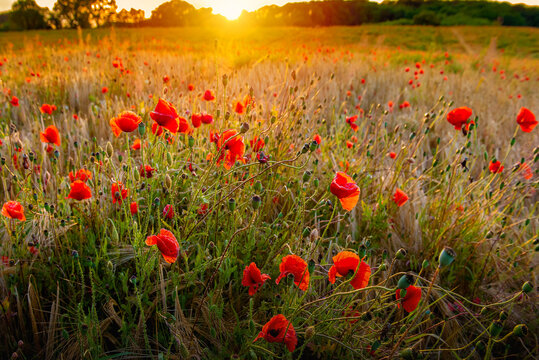 The Sun setting on a field of poppies in the countryside, Jutland, Denmark.